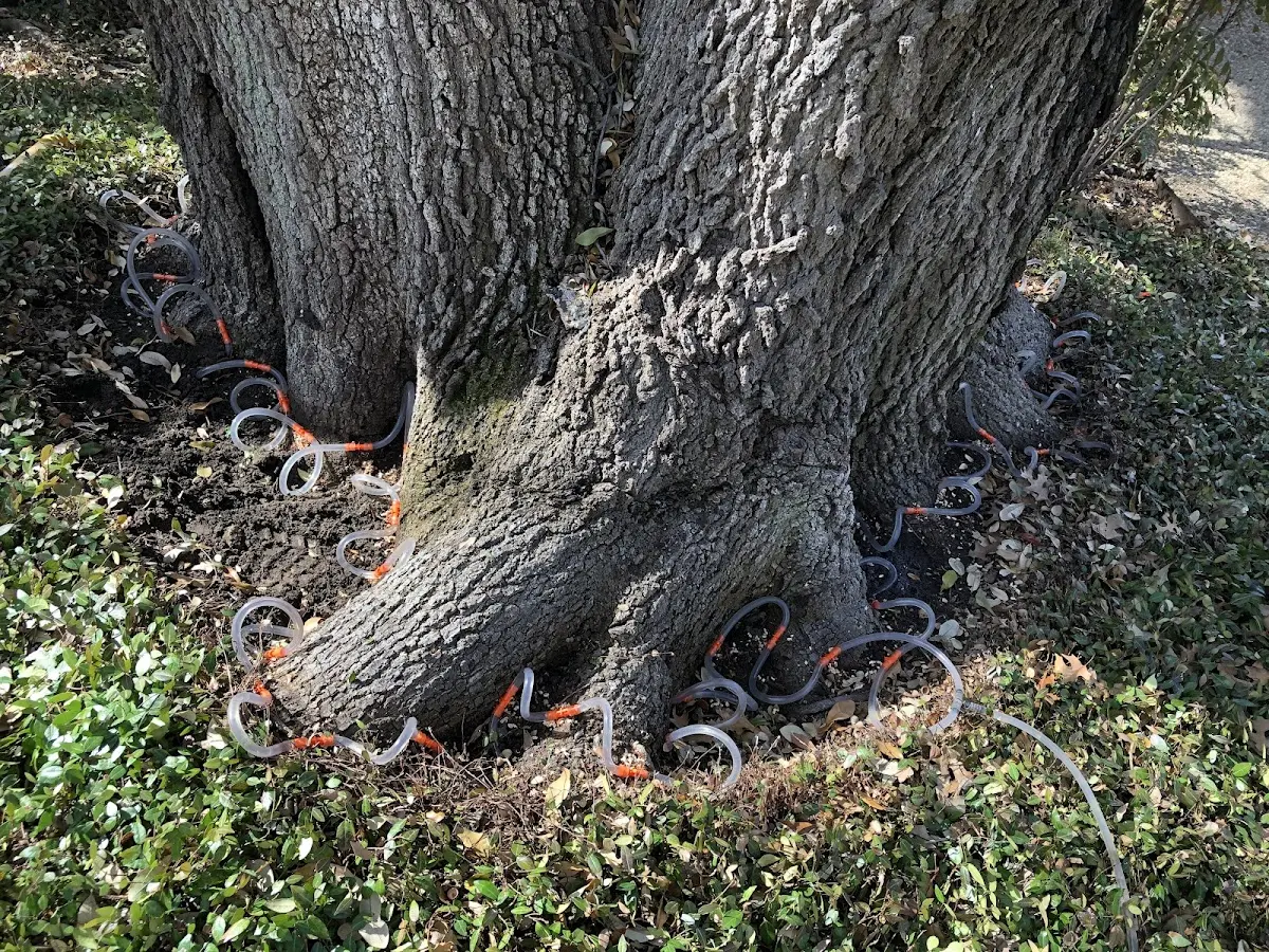 Detailed Tree Cabling and Bracing job site in Pfeifer